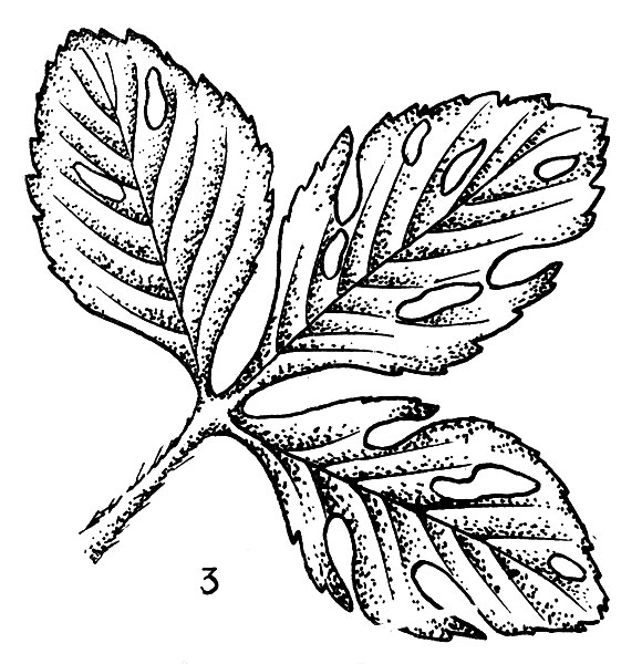 3  ,   