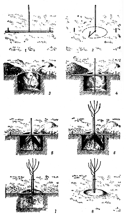  . 7.   : 1 -                 ; 2 -   ,    ,     ,    ; 3 -     ,          ; 4 -                 ; 5 -     ,    ,    ,    ; 6 -    ,       ,    ,   ,      (      5-7    ); 7 -        ,           .          ; 8 -   (),   ,      ,    ()  , ,   . . 