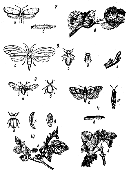  . 34. .     . 7   :   ,   ,    ; 8   :     ( ),   ,   ,       ; 9   :   ,   ; 10  - :    ,   ,   ,     ; 11  : ,  ,   ,     