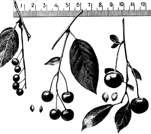 4. ���������� ����������� Primus Padus Maackii&times;Prunus Cerasus (������ � Prunus Padus Maackii, ������� � Prunus Cerasus, � �������� � ������) 