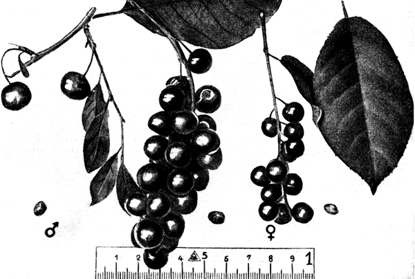 25. ���������� ����������� ���������� �������� � ������ ����� (Pr. virginiana J.&times;Prunus Chamaecerasus Lack,&times;Pr. pensylvanica L.). ������ � ����� �����, ������� � �������� ����������, � ������ � ������ 