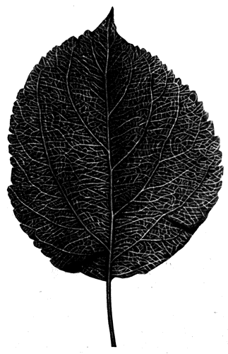 41. ���� ���������� �����������