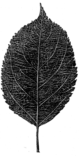 43. ���� ��������-�������