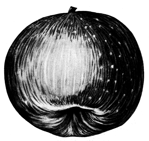 56. ���� ����� 