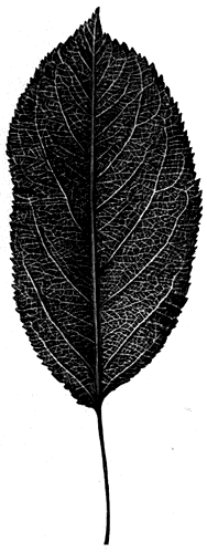 58. ���� �����