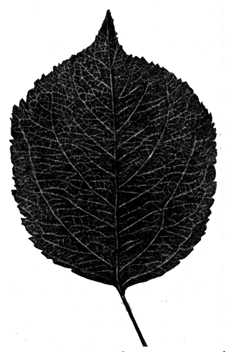 83. Лист Славянка