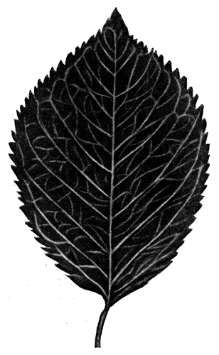 76. ���� �������