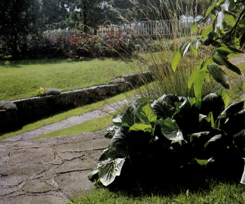 �������� �������� ������ ������������ ����������� �������� (�������� � Bergenia cordifolia) �� ������� ����� ���������� ����� ������ �� ���� ������ 