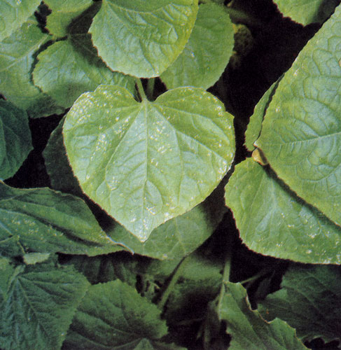 ����� ����������� ������� �������� ����������� Corynespora melonis