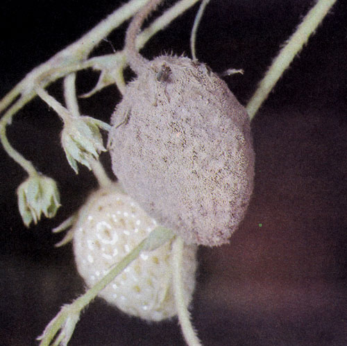 ����� ����� (Botrytis cinerea) �������� ����� � ����� ����� ���������� ��������, ������ ���� ����� ���������, ������������ �� ���������� ��������. �������� ����� ����� ������������ � ���������� ��������� �������