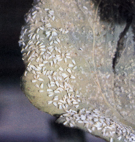 ���������� ��������� (Triateurodes vaporariorum) �������� ��������, ������������ � ��������, � ������ ������ � ������ 