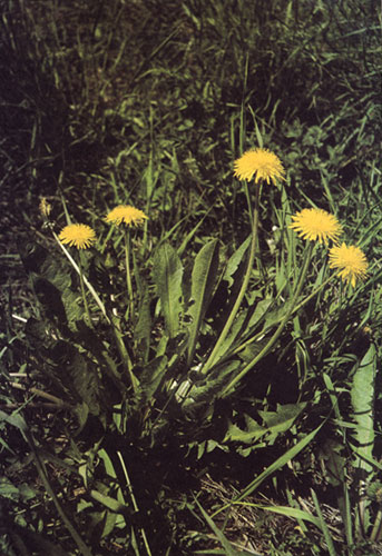 ������������ ��������� (Taraxacum officinale) ��������� � ����������� ��������. ��� �� ����������� � ���� ������� ������� � ����� �� �������������� ����� ���������� ������ ���������, ���������� ������� ��������� ���������, ����������� ������� � ��������� �����������. � ����, � �������� �� ������, ������������ ��������� � ���������� ����� 