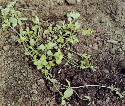 ������� (Stellaria media) � �������� ��� ���������� ������ ��������. ��� �� ���������� ���������� ������������ �� ����������� 