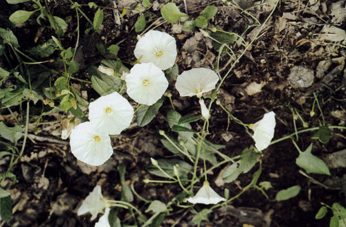������ (Convolvulus arvensis) ��������� � ����������� �������� � ��������� ��������. ��� � �������� ������, ����������� �������� ����� ���������� ���� �������� ������� ������� � ��������������� ����� ������� � ������ �������� ��������