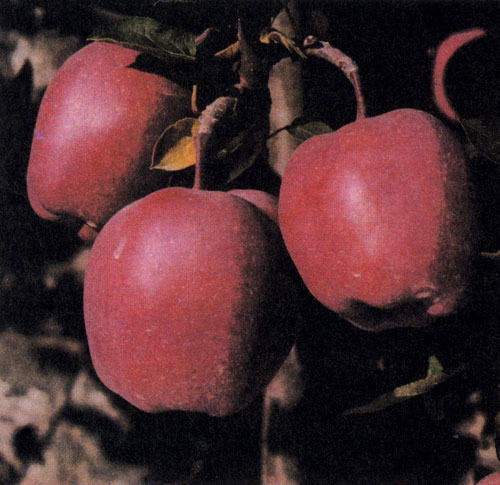 ���� ������ 'Starkrimson Delicious' � ������� ����� 'Starking Delicious' � ��� ������� � 1952 �. � ����� ������ � ���. ������ ���� ������ �� ������ ���������� ��������, �� ����������� ��������� ����� 