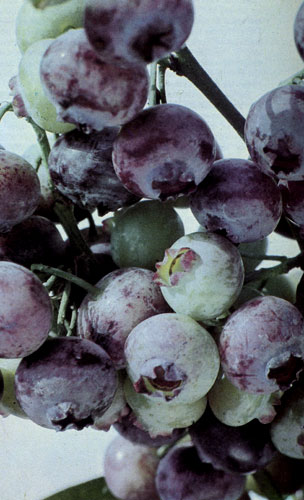 ������ ����� ��������� ������� (Vaccinium corymbosum) ���������� � ���� ��� ������������ � ������ � ��� �������� ��� ��������� ��������. ����� ������� ����������� ������� ��� ��������, ���������� ����� ��������� ������. ����� ��������� ������� �� ������� �������; � ������� �� ������ �������, �� ��� �� �������� �������� �������, �� ����������, �������� �� ���� 