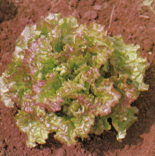 Салат Lactuca sativa var. capitata образует большие нежные головки с кудрявыми листьями. Его можно выращивать и как летний салат