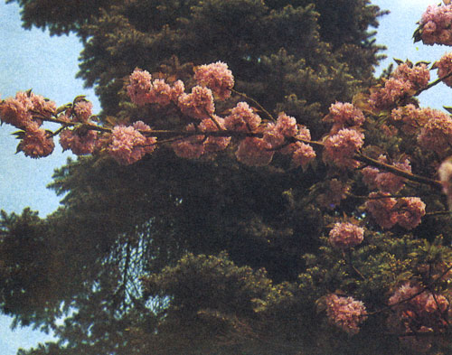 �������� ���� Prunus serrulate � ������� �������� ������ ��������� ��������. �� ����� ������������ ��� ��������� �������� ��� ������ ������ ����� ����� ��������� ����� ������� ��������, �� ���� ������� ��� ����� ��� ���������