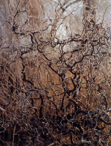 Corylus avellana 'Contorta' � ��� ���� �� �������������� �������� �������������, ������������ ��������� ������, ������������� ������ � ��������� �������������, ������ �������������� �������. ��� �������� ��������� �������� �������� ������� ����� � � ���� ��������