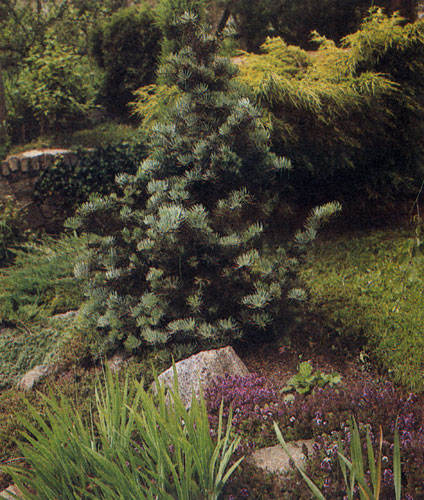 Abies concolor ��������� � ����� ������������ ���������� ����, ������� ���� �� ��� ������ ����������� �������. ��������-��������� ������� ���� ����� ������ ������� ������������� � �����-������� ��� ������� � ���������� ������� �������� ������ ������� ����� 