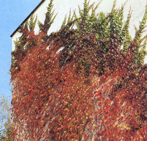 Parthenocissus tricuspidata (P. t. Veitchii) ��������� � ����� ������ ��������� �������� ��������� ��������. �� �������� ������ ��� ����� ������� �������� ������� ��������. ����� ������� � ������� ������� ��� ������, ����������� �� ������� � ������� ����� 