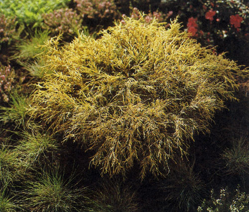 Chamaecyparis pisifera Tilifera Aurea Nana � ���������� ������� �������� � ���������� ������-������ ��������. ��� ������ � �����������, ����� ������ �� ������� ������ ������� ����� ��� � ���������� �������� 