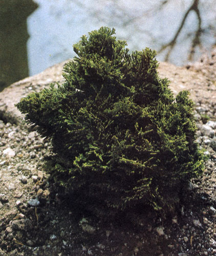 Chamaecyparis obtusa 'Nana Gracilis' �� �������� �������� ��������� 2 � � ������. ������ ��������. ����� ������������ � ����������� � ��� ������� � ������������� ������ ������� ��������