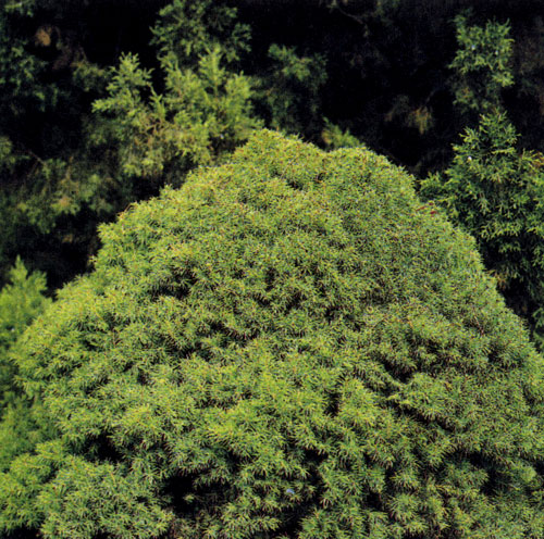 Picea glauca 'Alberta Globe' ��������� ������������ ������. ��� ������ �������� � ����������, � ������ ����� ����������� ������� ����� ��� �� �� �������� ���� ����������� ����� ������� 