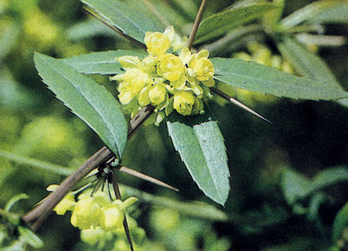  Berberis julianae � ���������� ������������ ��������, � �������� ������ ����� � ������, � ����������� ����������� ������� �����