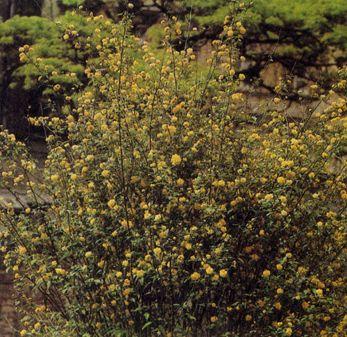 Karria japonica Tleniflora' ������ ������� � �����. ��� ��������� �������� �������� ������ ��������� ����������� �����. ����� ��� ������� ����-������� �������� ������� 