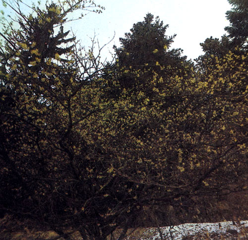 ��������� ������ (Hamamelis mollis) ������� � ��������� ���������. ����� ����� �� ��������� �� ���� ������ ������� ��������