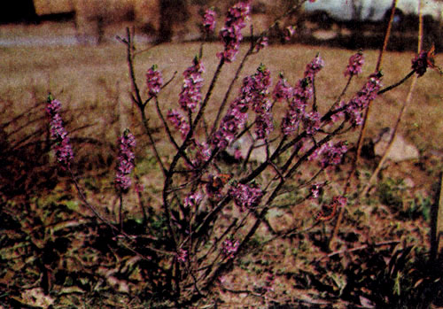  Daphne mezereum � �������� ������� ���������� ��� ��������� ��������. �� ����� � � �����������, ���������� ��������, � ������� �������������, ����� �������. ����� ���������� ����� ��� �������� � ����� ������� � �������� ��������. �� ����� ������������ ������ ������: ��� �� ������ �������, �� � �������� 