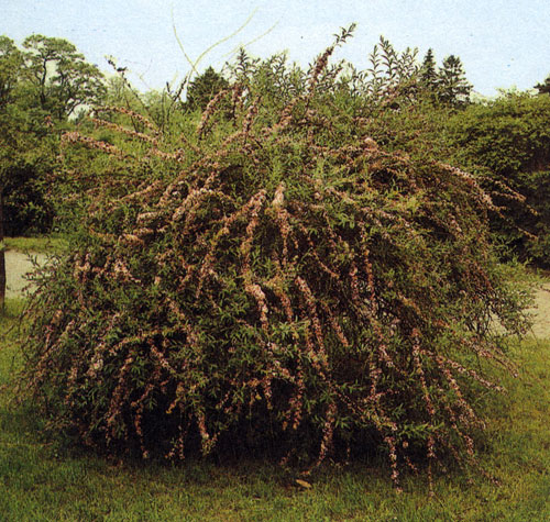  Buddleia alternifolia � ������� ��������� ��������; �������� ������� ��� �� ������� � ��������
