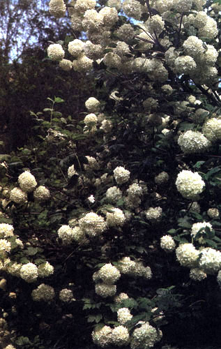  Viburnum opulus 'Roseum' � ������� �������� ����, ������� � ���� ����� ���� ����������� � ����� ������ ���������. �������� ���������������, ��������� � ���� 