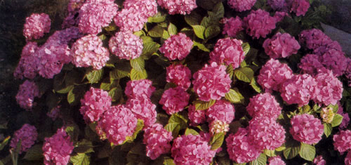 Hydrangea macrophylla 'Bouquet Rose' ����� ���, ��� ������ �����. ��� �������� ���������� ��� ��������� �������, �� ����� ���������� ��� � ���������� ���������������� �������� 