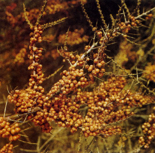 Hippophae rhamnoides ������ ������� ���������� ����� ��������� ������, ������, ������ � ��� ������, ���� ����� ���� � ������ ������ ������� � ������� ��������. ����� �� ������ �������, ��� �������� ������� � 
