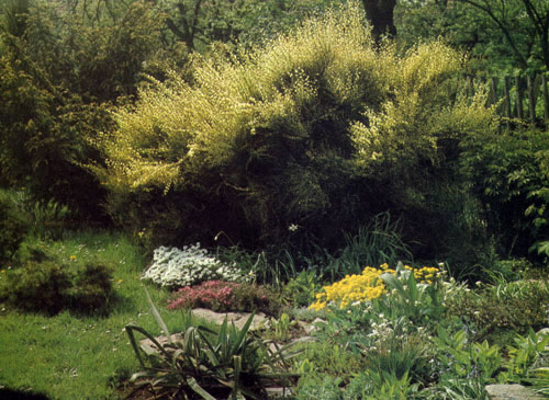 Cytisus&times;praecox ����������� � ���� ������ ��������, ���������� �� ����, ������ �� � ������ ��� ����������, �������, ��������, ����� ��� ���������� 