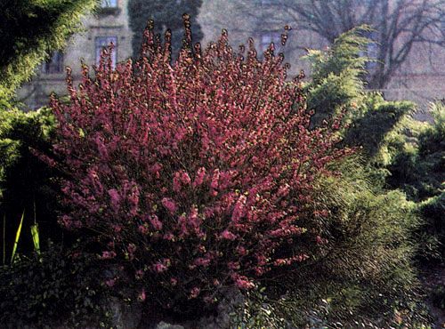 Daphne mezereum �������� ��� ������� � ��������� �������, � �����������, ���������� �������� � �. �. �������� ������� �� ����� �������� � �����, ����� ������ ������� �������, �������, ������, �������