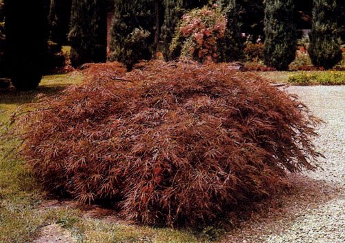  Acer palmatum 'Dissectum Ornatum' ���������� ��������� ������ � ���������� ������. ��� ���������� ���������� � ���������� � ���������� �������� 