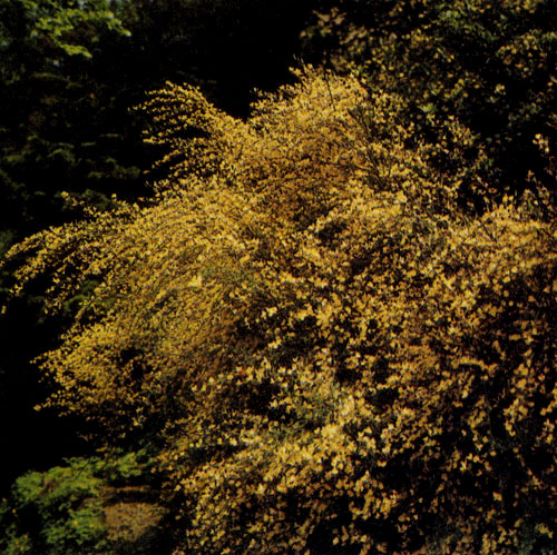  ��������� (Cytisus) ������ ������ ���, ����� ��� ����� ���� ���������� � ���� ��������. �������������� � �� ������������ ������� �����. ��� �������� ��������� ���������� �������� � �����������; ���������� �� ����������. ������ ������������ ���� ������ ������� ������, ������� ����� ���� �����-������, ������� � ���������� ���������, �����������, �����-����������� � ���� ������������ 
