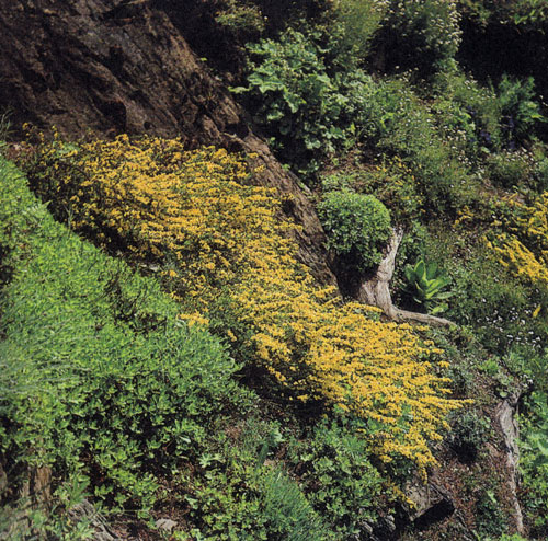 Cytisus decumbens ���������� ������ ���������� ������, ��������� ���� �������� �������� ��� ���������� �������� 