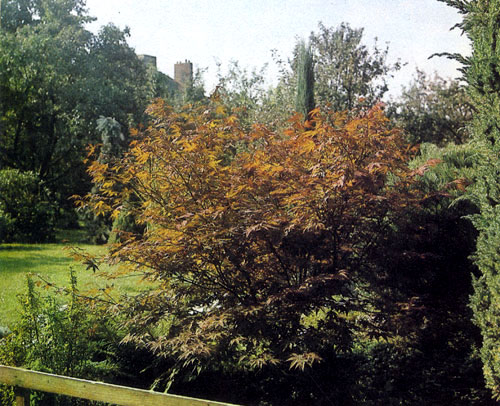 Acer palmatum 'Atropurpureum' � ����� ��������� ��������� ��������� ��������, ������������ �������� ��������. ������ � ��������� ����� ����� ����� ����� ���������� ������������ 