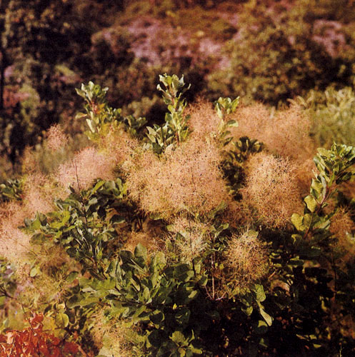 �������, ��� ��������� (Cotinus coggygria), � ������������ ���������, �������������� ������������ ��������� ����� ������, � ����� ������, �������� �������� ������������ ���������, ������������ ��������� �����������. � ���� �������� � ������������ �������� ������ �������� ��������������