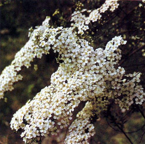 ������ ��� ������� (Spiraea&times;vanhouttei) ������ ��������� � ���������, ������� ���������� �� ���������� � ��������, � ����� � ���� ����� ��������� 