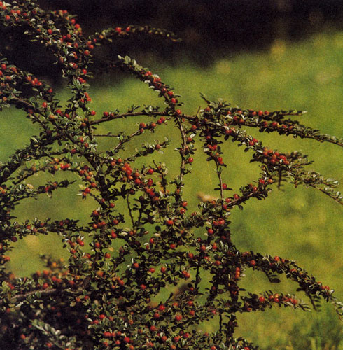 Cotoneaster horizontalis � ����� ��������� ��� ����������. ������� ����� � ������ ���� ����� �������� ������ ������� ���������-�������� �������. ���� ��� �������� ��� ������� � ����� ������� ����������, �� ������� � � ���� ����