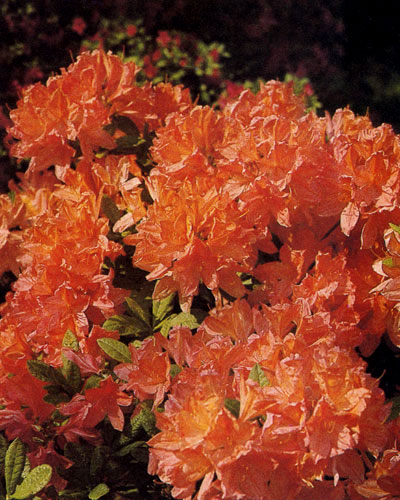 Rhododendron japonicum � ������ ���������, �������� ������ ���������. �������� �������� ��� ������� �������������� ������ ����� �����: �� ��������, ������, ���������, ������� �� �����-������� 