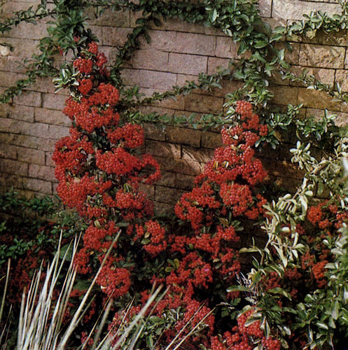 Pyracantha coccinea 'Lalandei', �����������, ��������� ����� ����, ������� �������� �������. ��� �������� ������������� � �������� ������, ������� �������� �������� �������� �� ����� ���� 