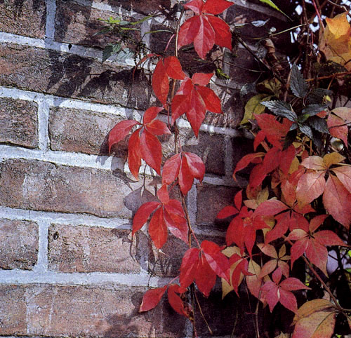 Parthenocissus quinquefolia ���������� ��������� ���������, � �����, ������, � ���������� �������� ������