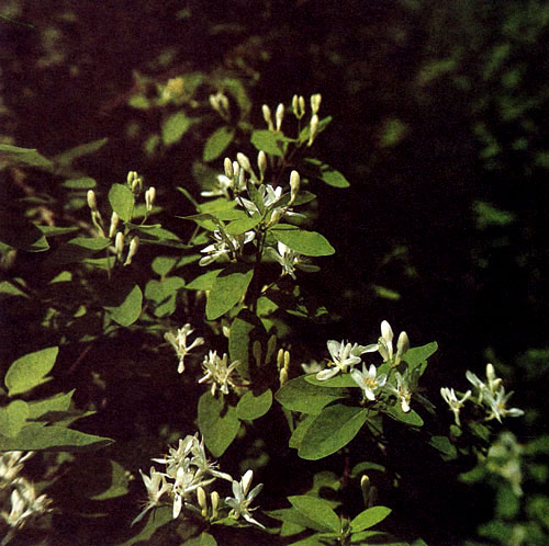 Lonicera tatarica 'Alba' � ���� �� ������ ��������� ��������� � ������ �������. ��� �������� ���������� ��� ����� ��������� � ��� �������� � ����� ������� �������� 