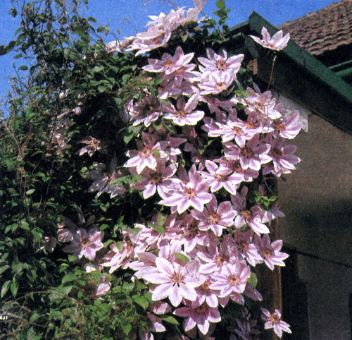 ������������� ������� 'Nelly Moser' ��������� � ������ ���������. �� ������ ������ � ������ ����������� �� ������ ���������� ����� 